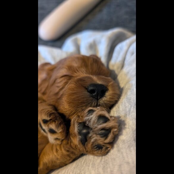 Cavapoo - Both