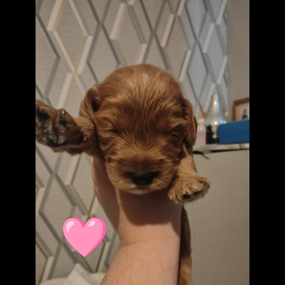 Cavapoo - Both