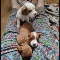 Cavapoo - Both