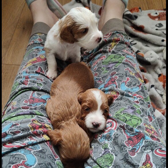 Cavapoo - Both