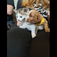 Cavapoo - Both