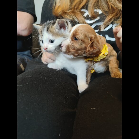 Cavapoo - Both