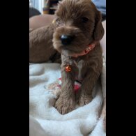 Cavapoo - Both