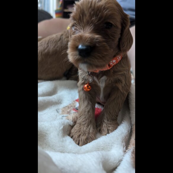 Cavapoo - Both