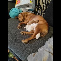 Cavapoo - Both