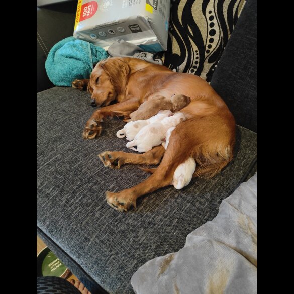 Cavapoo - Both