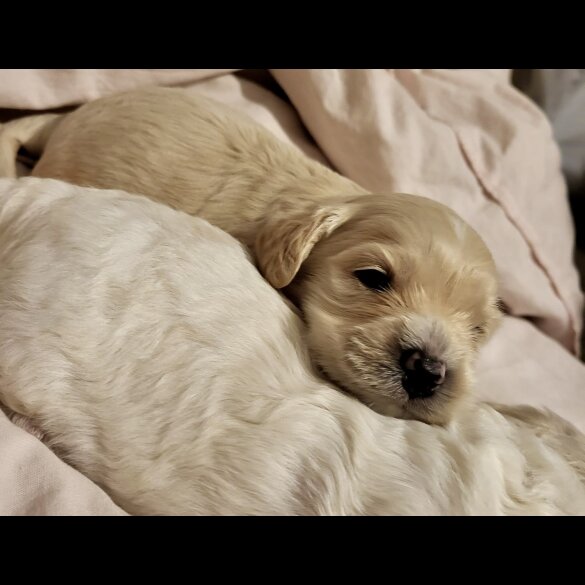 Cavapoo - Dogs