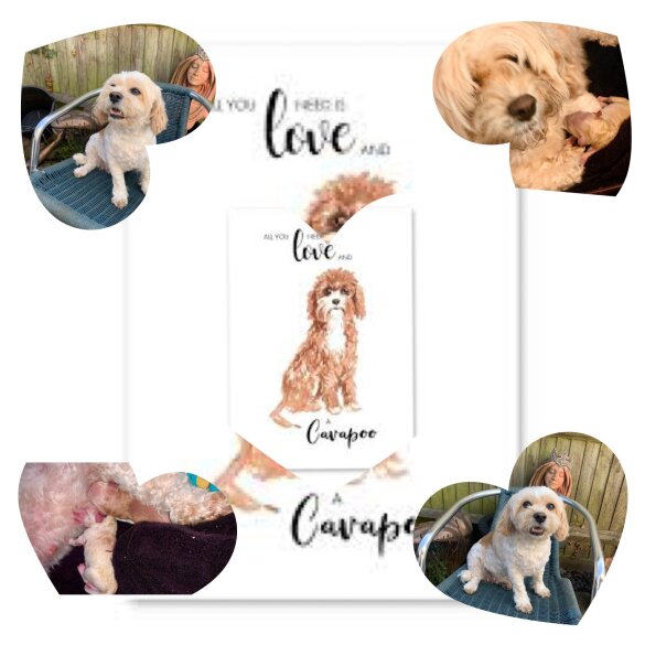 Cavapoo - Dogs