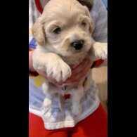 Cavapoo - Dogs