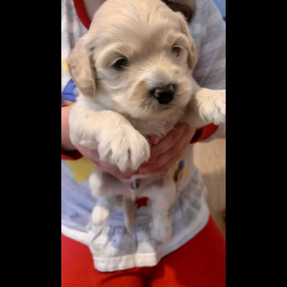 Cavapoo - Dogs