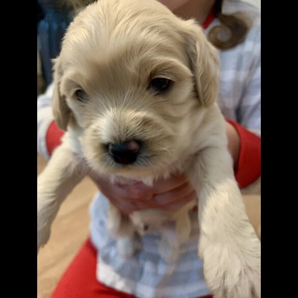 Cavapoo - Dogs