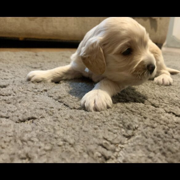 Cavapoo - Dogs