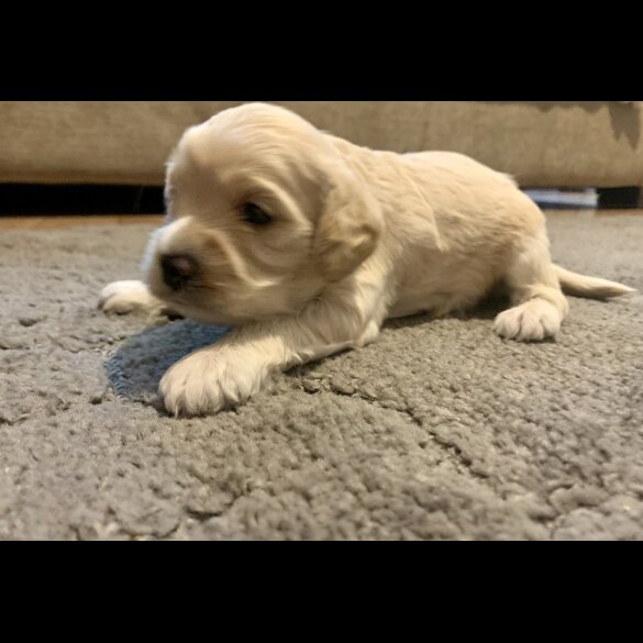 Cavapoo - Dogs