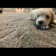 Cavapoo - Dogs