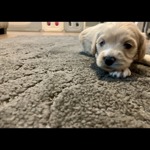 Cavapoo - Dogs