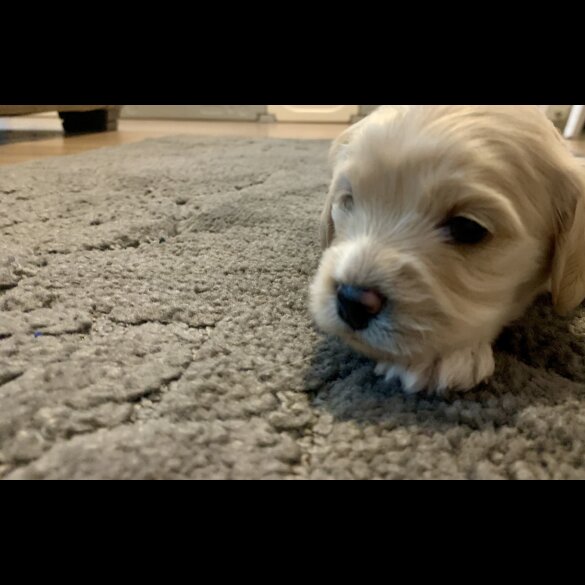 Cavapoo - Dogs