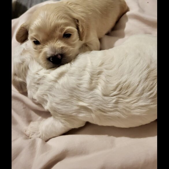 Cavapoo - Dogs