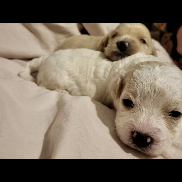 Cavapoo - Dogs
