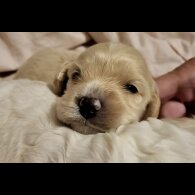 Cavapoo - Dogs