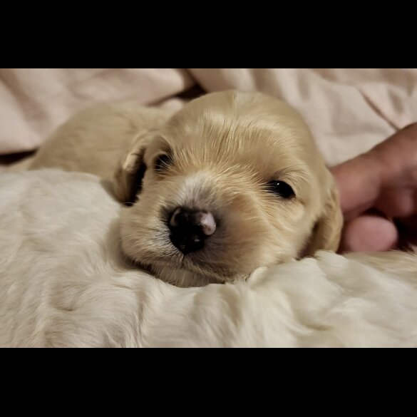 Cavapoo - Dogs