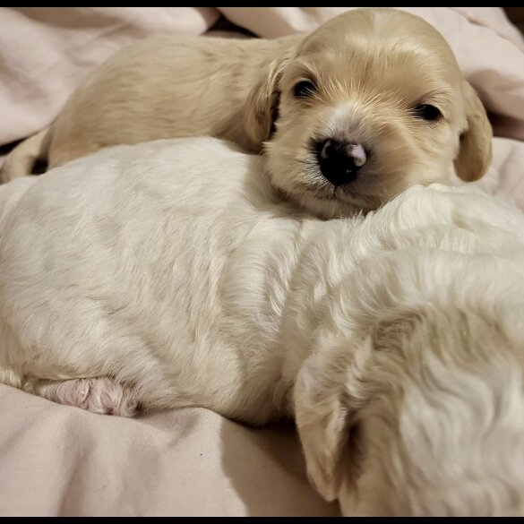 Cavapoo - Dogs