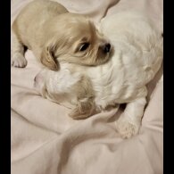 Cavapoo - Dogs