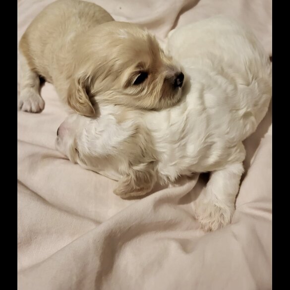 Cavapoo - Dogs