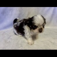 Chihuahua - Both