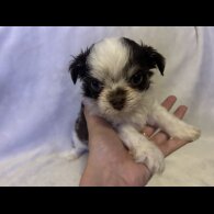 Chihuahua - Both