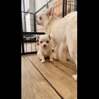 Chihuahua - Both