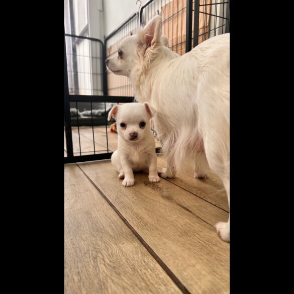 Chihuahua - Both
