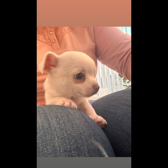 Chihuahua - Both