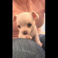 Chihuahua - Both