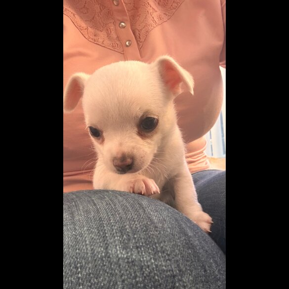 Chihuahua - Both