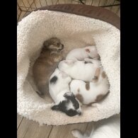 Chihuahua - Both