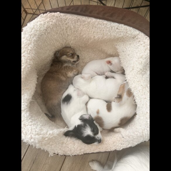 Chihuahua - Both