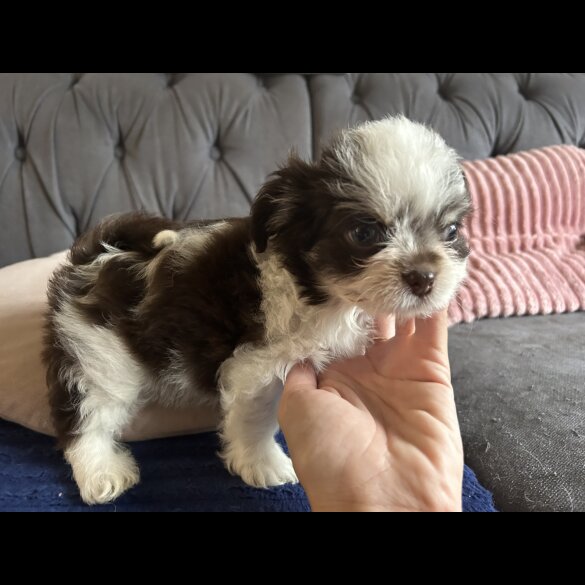 Chihuahua - Both
