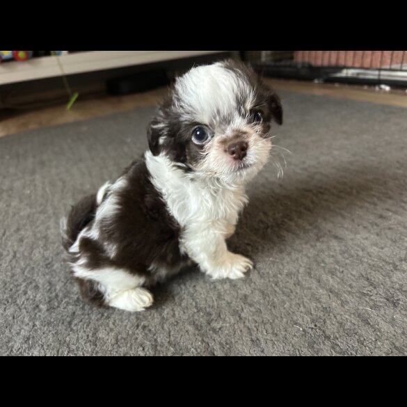 Chihuahua - Both