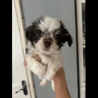 Chihuahua - Both