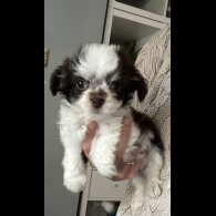 Chihuahua - Both
