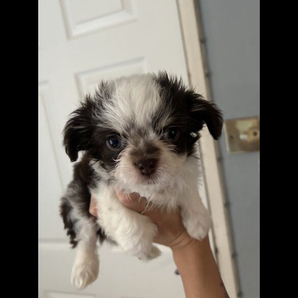 Chihuahua - Both
