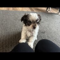 Chihuahua - Both