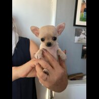 Chihuahua - Both