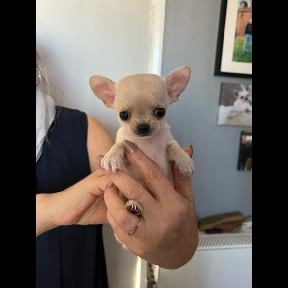 Chihuahua - Both
