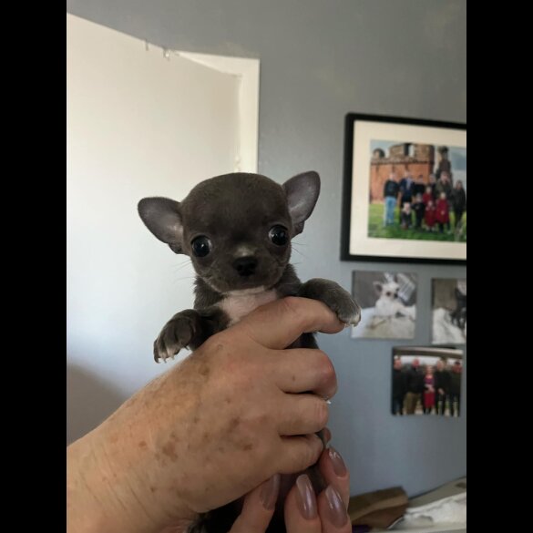 Chihuahua - Both