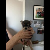 Chihuahua - Both