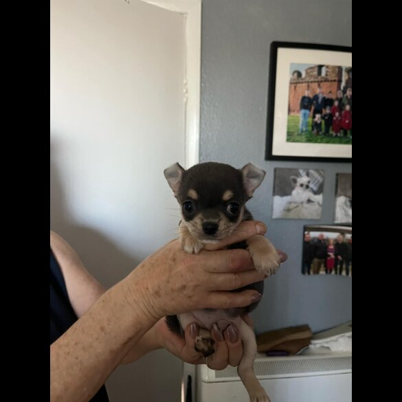 Chihuahua - Both