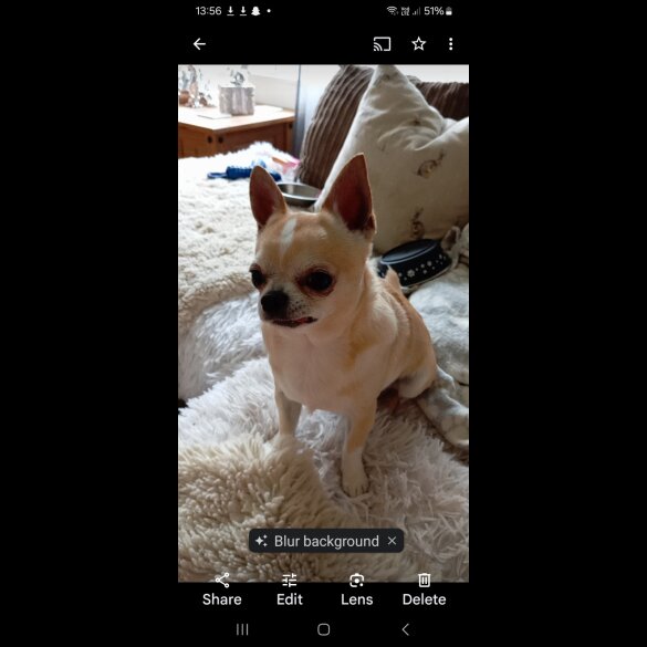 Chihuahua - Both