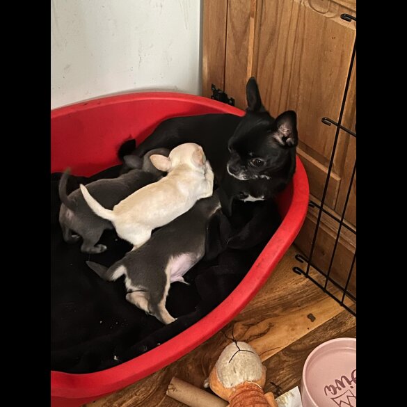 Chihuahua - Both