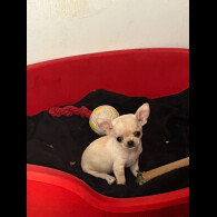 Chihuahua - Both